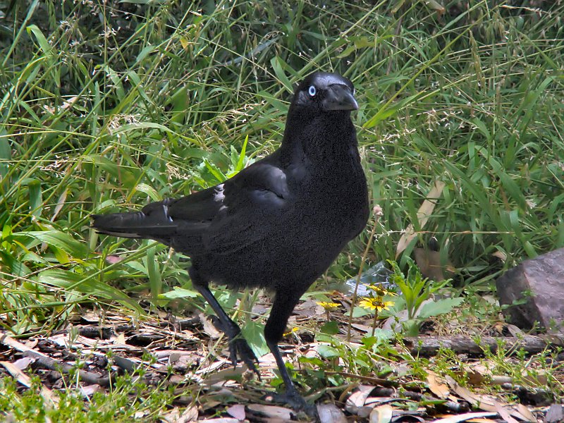 6077_Adult_Little_Raven.JPG