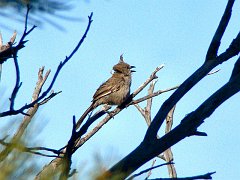 5988_Chirruping_Wedgebill_calling