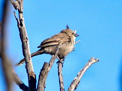 5994_Chirruping_Wedgebill