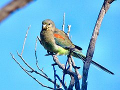 5996_Female_Mulga_Parrot