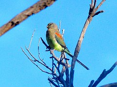 6005_Female_Mulga_Parrot
