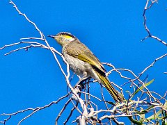 6012_Singing_Honeyeater