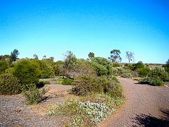 6014_Arid_Land_Botanical_Garden