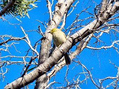 6017_White-plumed_Honeyeater
