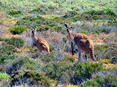 6022_Kangaroos