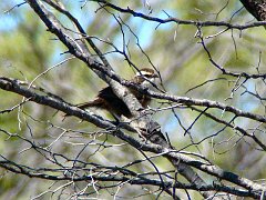 6023_White-browed_Babbler