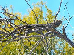 6039_Dragon_in_a_bush