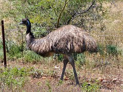 6041_Emu