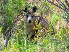 6047_Peek-a-boo_Kangaroo