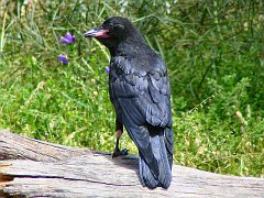 6062_Young_LIttle_Raven