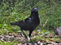 6077_Adult_Little_Raven