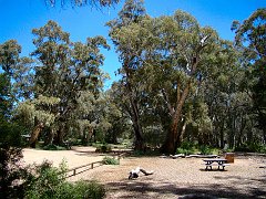 6086_River_Red_Gums