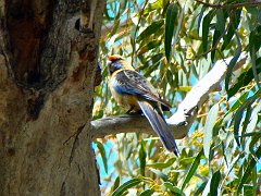 6091_Adelaide_Rosella