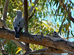 6111_Black-faced_Cuckoo-shrike_at_nest