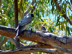 6119_Black-faced_Cuckoo-shrike_at_nest