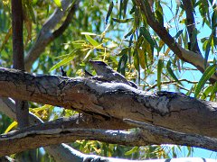 6122_Young_BFCS_in_nest