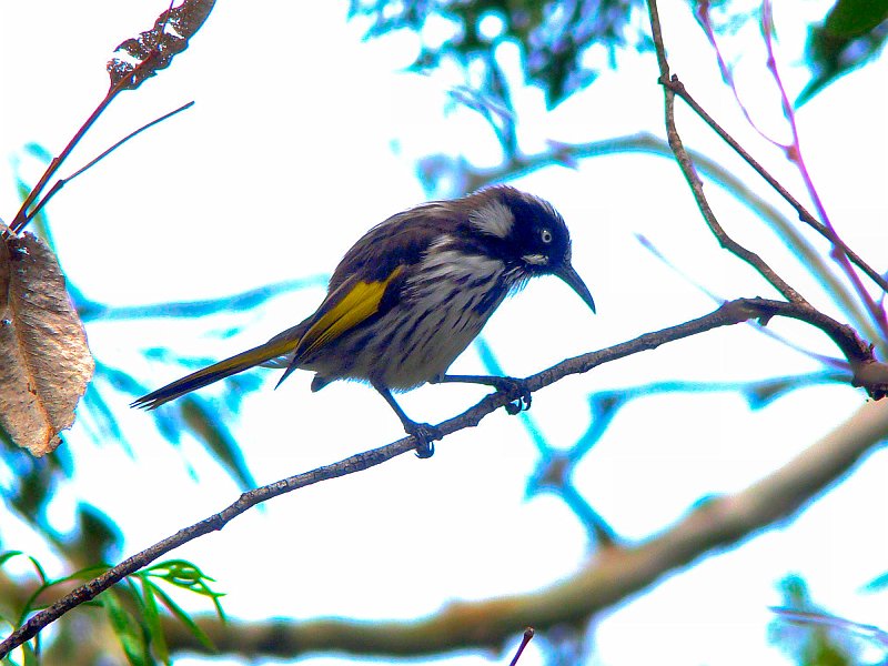 6135_New_Holland_Honeyeater.JPG