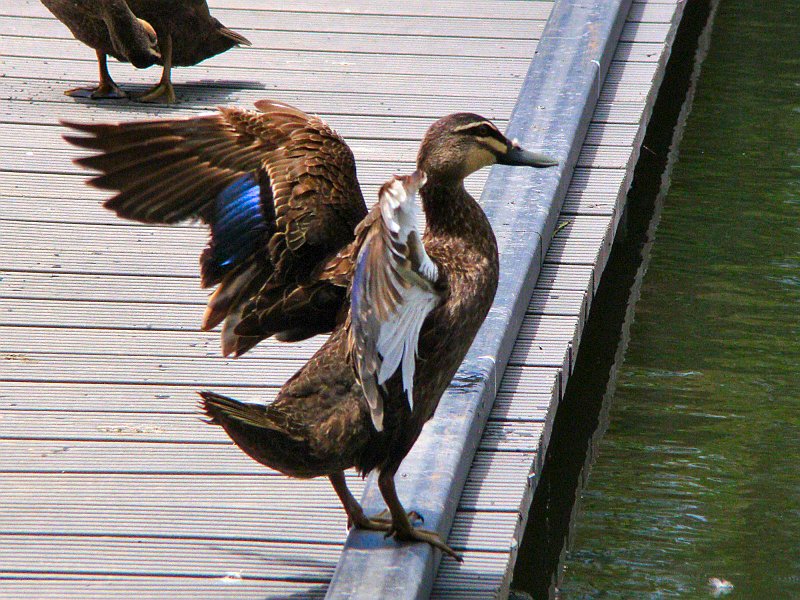 6138_Pacific_Black_Duck.JPG