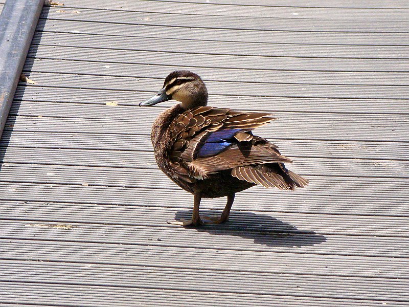 6139_Pacific_Black_Duck.JPG