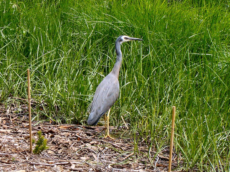 6144_White-faced_Heron.JPG
