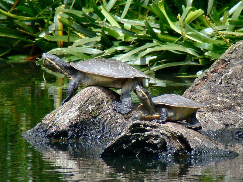 6173_Turtles.JPG