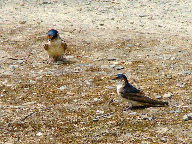 6220_Welcome_Swallows.JPG