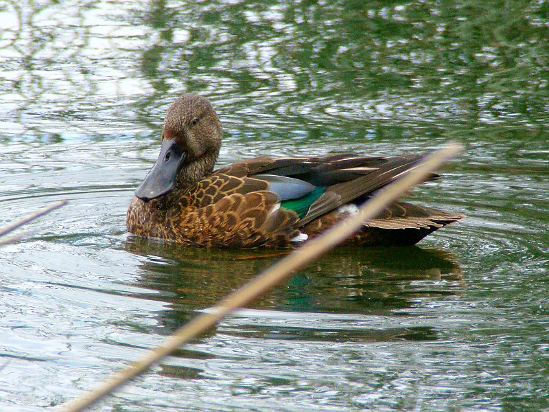 6222_Female_Australasian_Shoveler.JPG