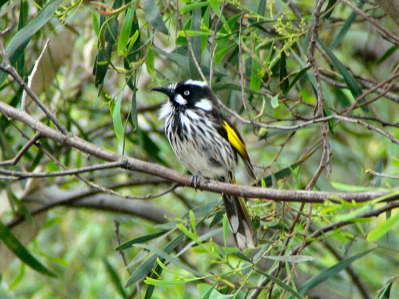 6231_New_Holland_Honeyeater.JPG