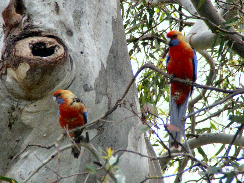 6240_Adelaide_Rosellas.JPG