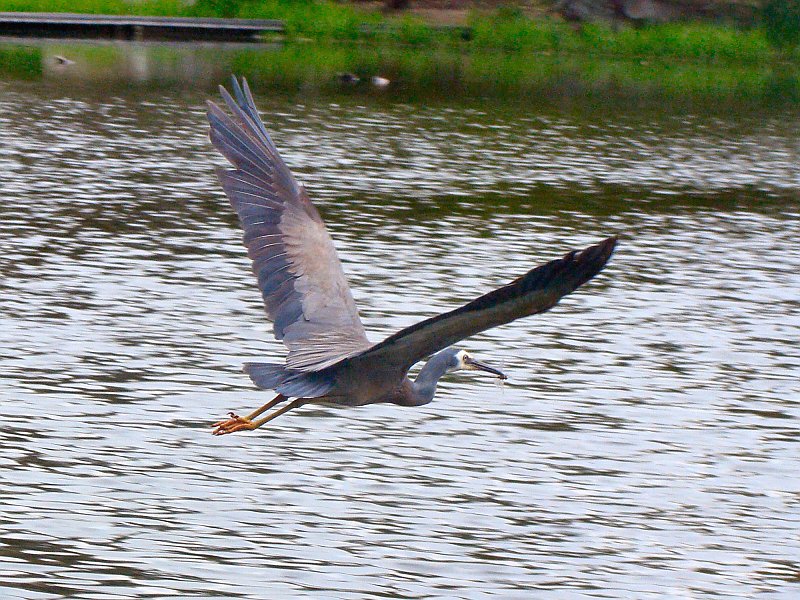 6259_White-faced_Heron_flying.JPG