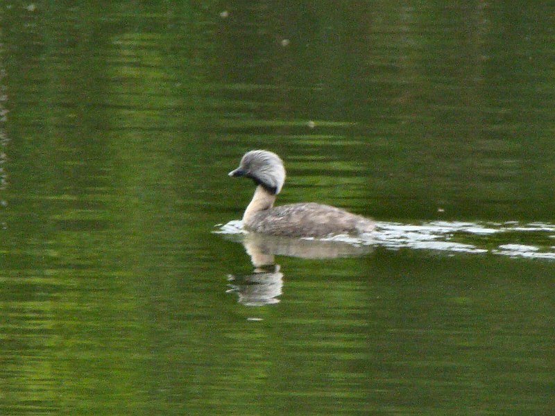6267_Hoary-headed_Grebe.JPG