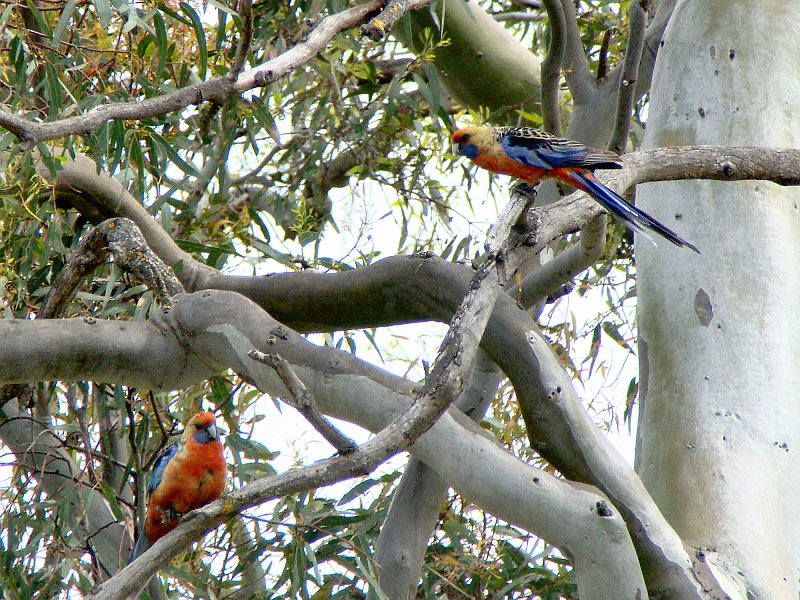 6273_Adelaide_Rosellas.JPG
