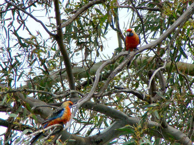 6274_Adelaide_Rosellas.JPG