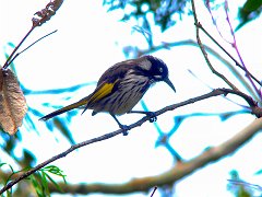 6135_New_Holland_Honeyeater