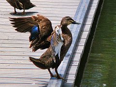 6138_Pacific_Black_Duck