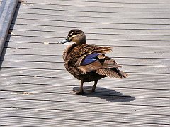 6139_Pacific_Black_Duck