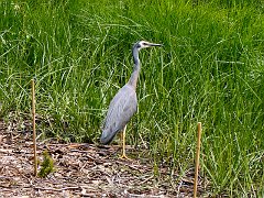 6144_White-faced_Heron