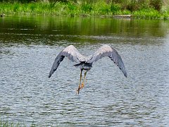 6145_White-faced_Heron_flying_away