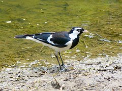 6152_Male_Magpie-lark