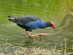 6154_Purple_Swamp-hen