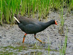 6158_Dusky_Moorhen