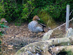 6163_Female_Australian_Wood_Duck