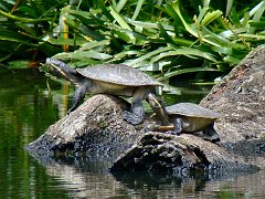 6173_Turtles