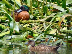 6190_Chestnut_Teal_pair