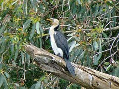 6214_Adult_Little_Pied_Cormorant