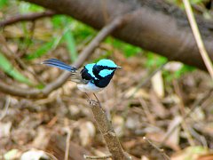 6215_Male_Superb_Fairy-wren