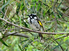 6231_New_Holland_Honeyeater