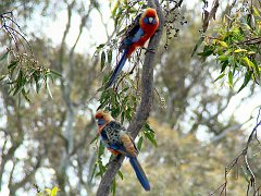 6235_Adelaide_Rosellas