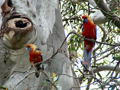 6240_Adelaide_Rosellas