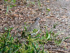 6245_Female_Common_Bronzewing